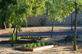 Arizona secret garden herb garden photo