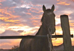 TT Ranch Horse under flaming sky