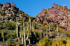 Cactus on side of TT Ranch Hill