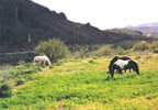 Houses grazing on TT Ranch hillside